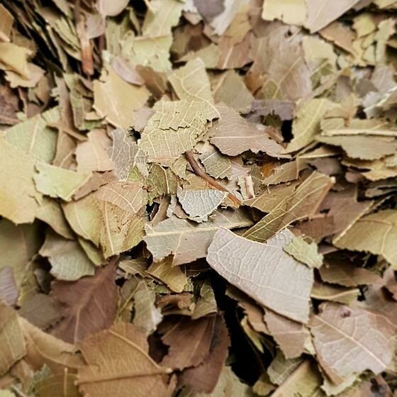 Combretum