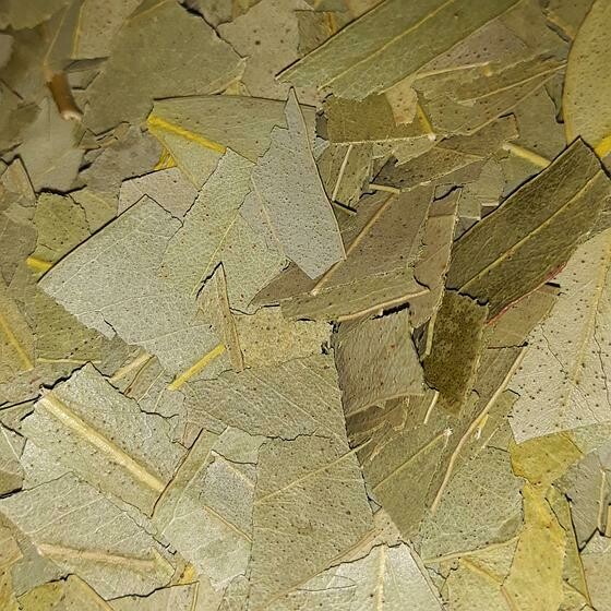 Eucalyptus