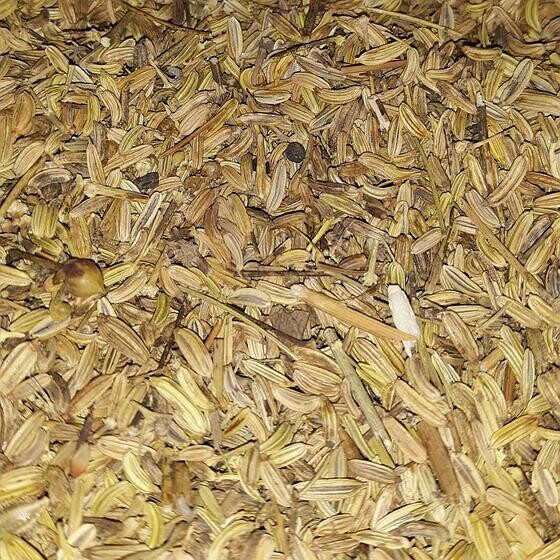Fenouil