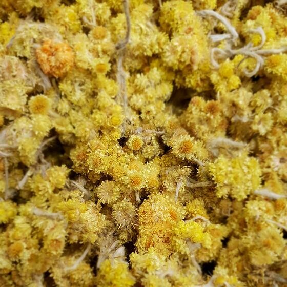 Immortelle