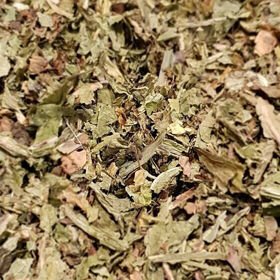 Pissenlit feuille