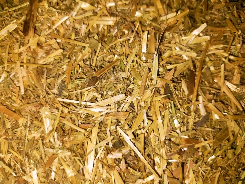 Alfalfa