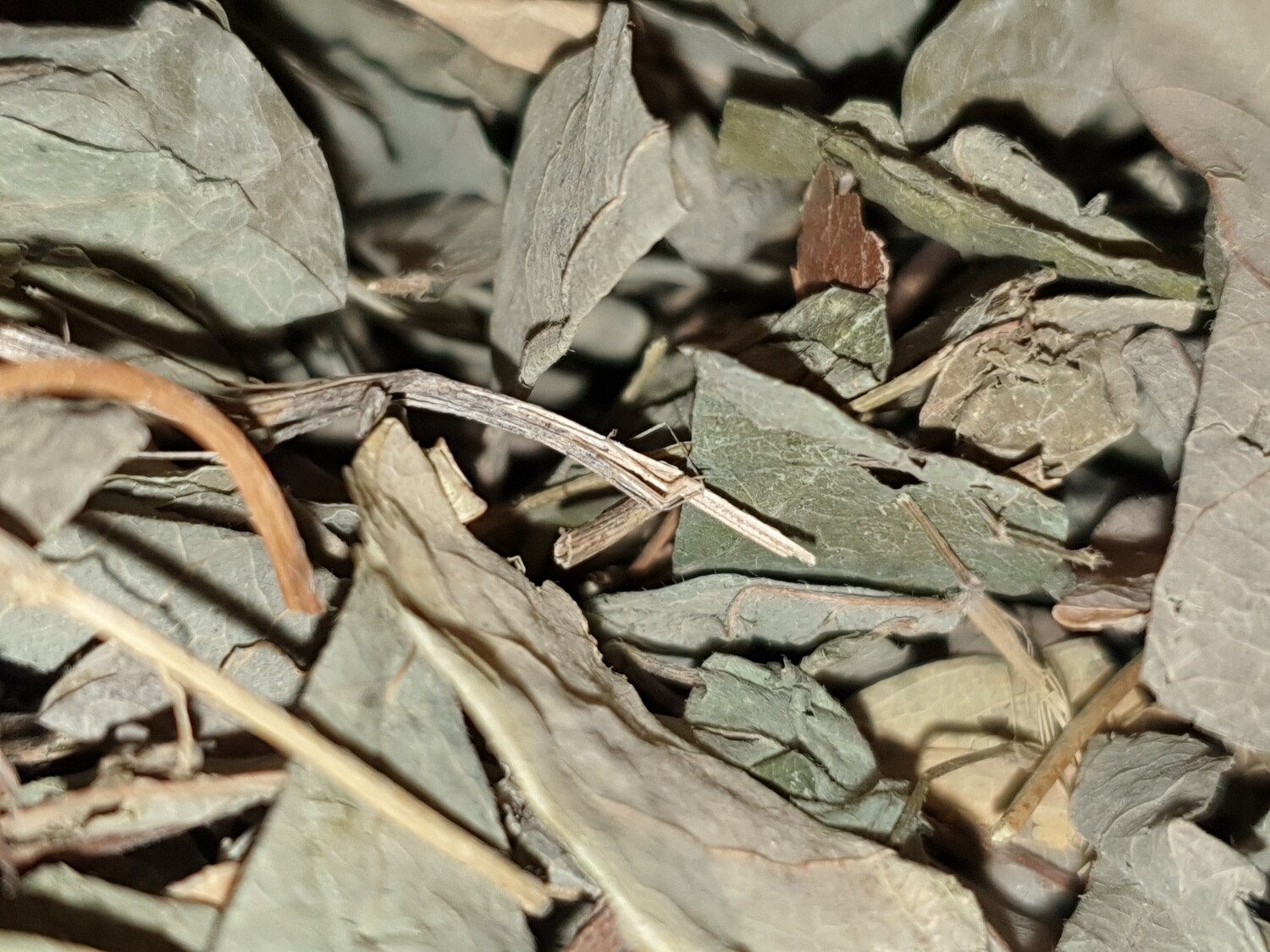 Desmodium