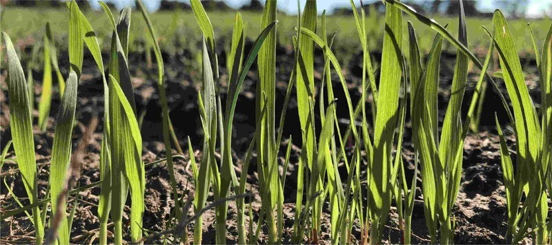 Forage Seed Oats