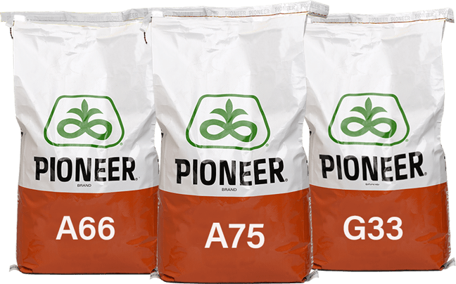 Pioneer Grain Sorghum