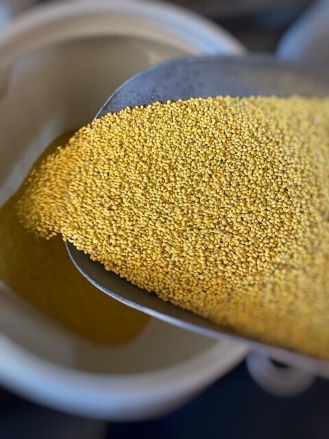 L70 Lucerne seed