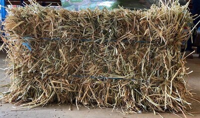 Barley Hay