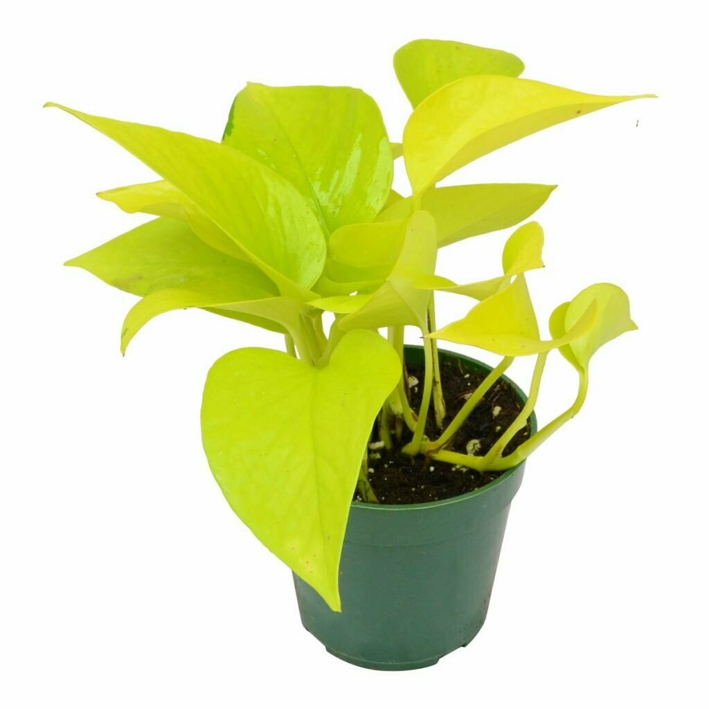 Pothos Neon 4 Pothos Neon 4