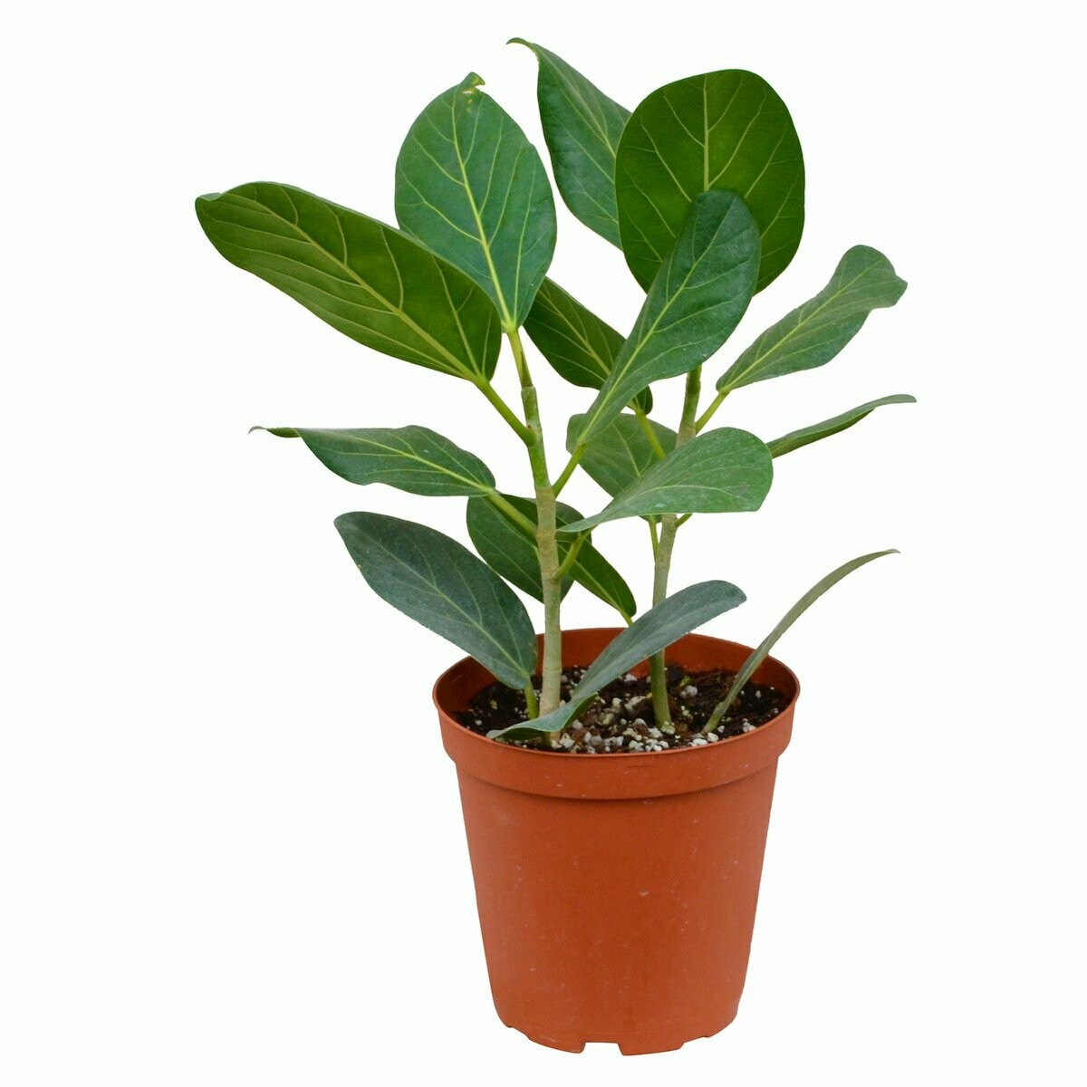 Ficus Audrey 6 Ficus Audrey 6
