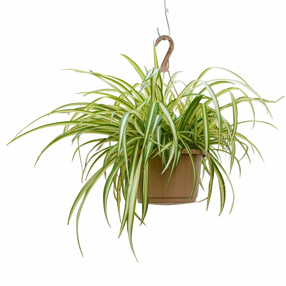 Spider Plant 10 Spider Plant 10