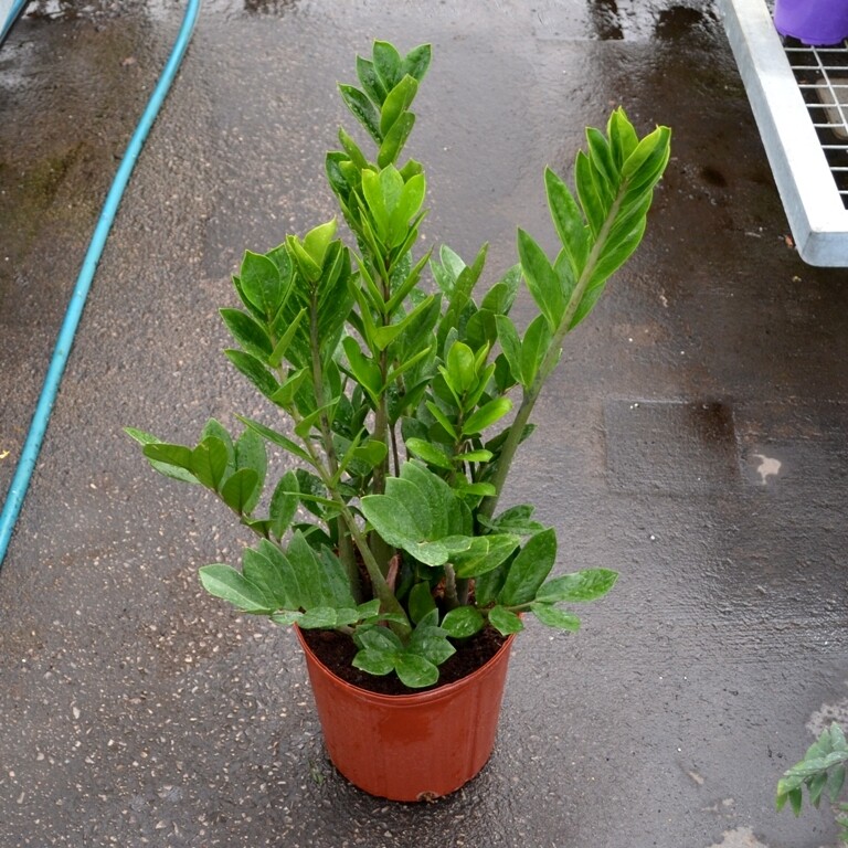 ZZ Plant 10 ZZ Plant 10
