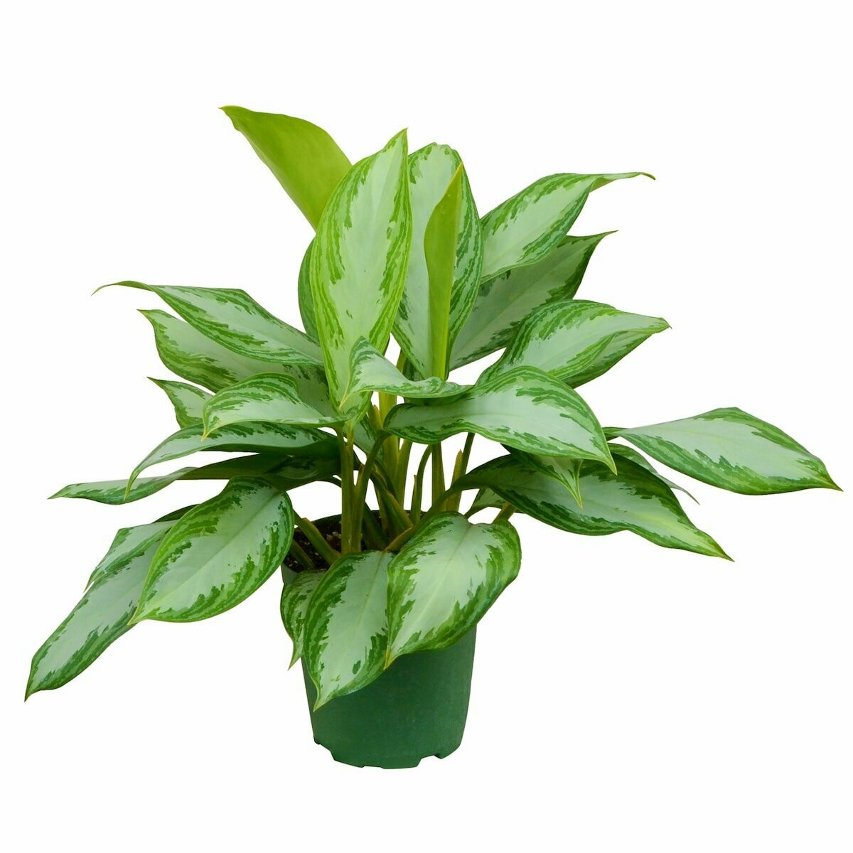 Chinese Evergreen Silver Bay 6 Chinese Evergreen Silver Bay 6
