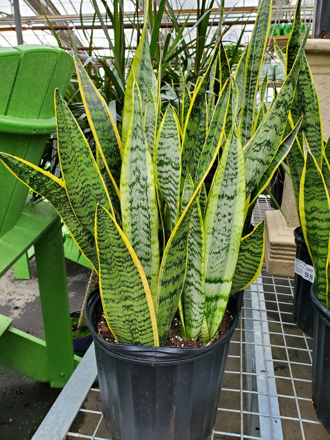 Snake Plant Laurentii 10 Snake Plant Laurentii 10