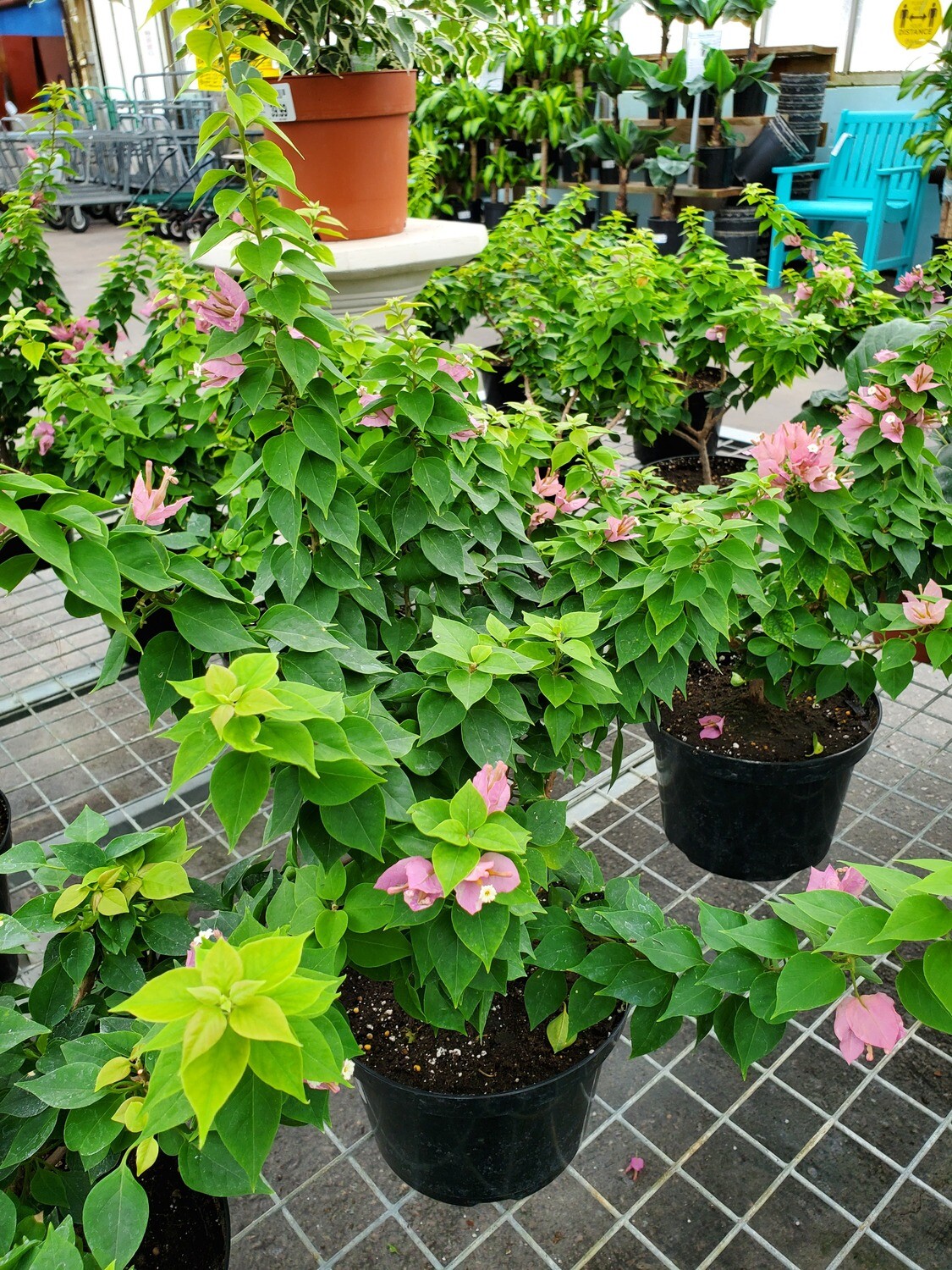 Bougainvillea Pink Pixie 8 Bougainvillea Pink Pixie 8