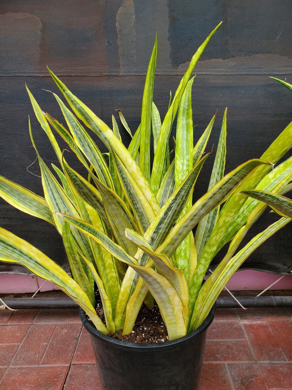 Snake Plant Lauren 14 Snake Plant Lauren 14