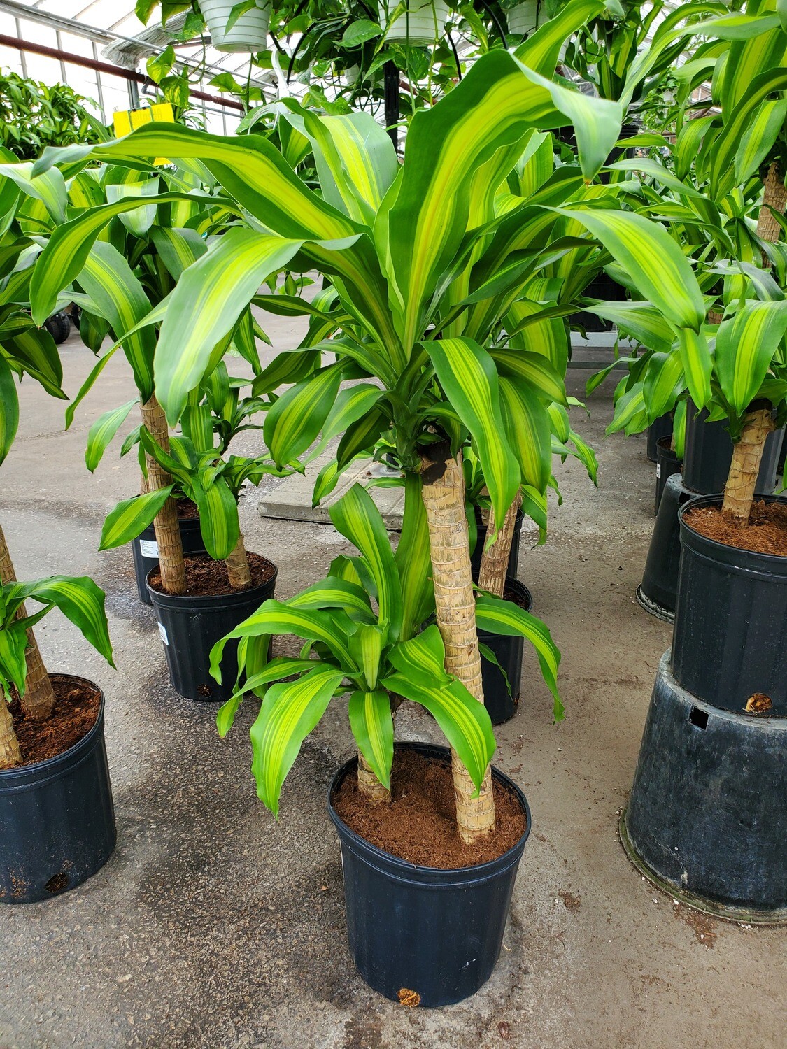 Corn Plant 2-1 10 Corn Plant 2-1 10