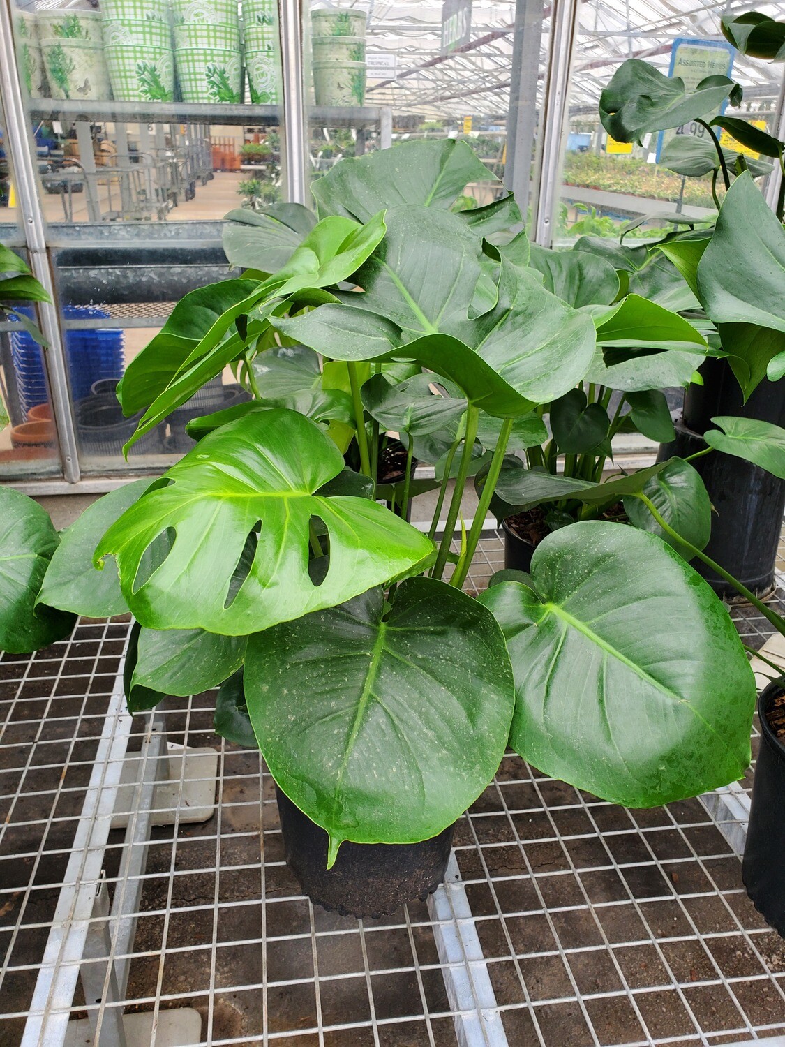 Philodendron Split Leaf 10 Philodendron Split Leaf 10