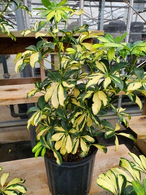 Schefflera Arboricola Trinette 10 Schefflera Arboricola Trinette 10