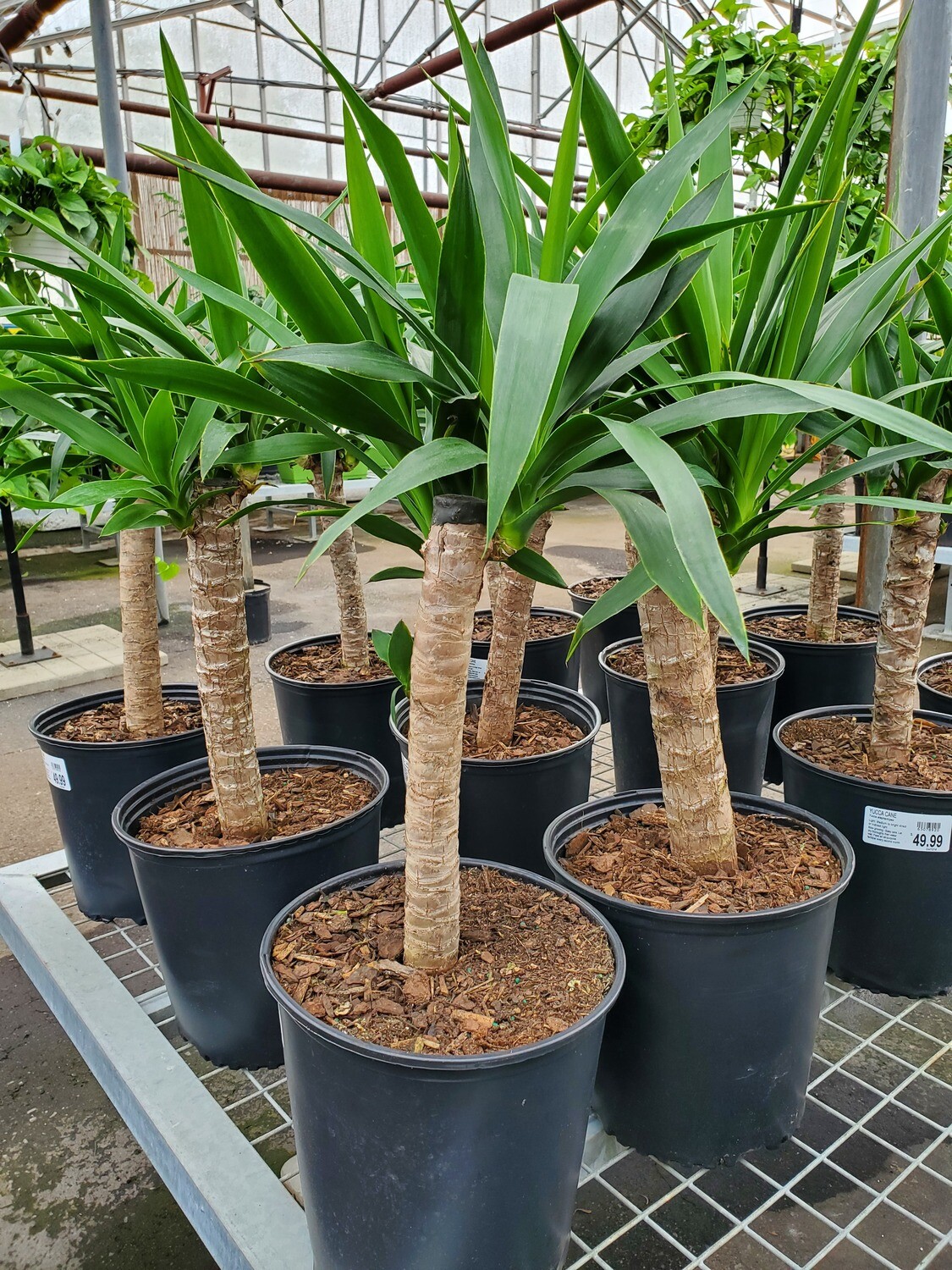 Yucca Cane 10" Pot 1 Online Store Belgian Nursery
