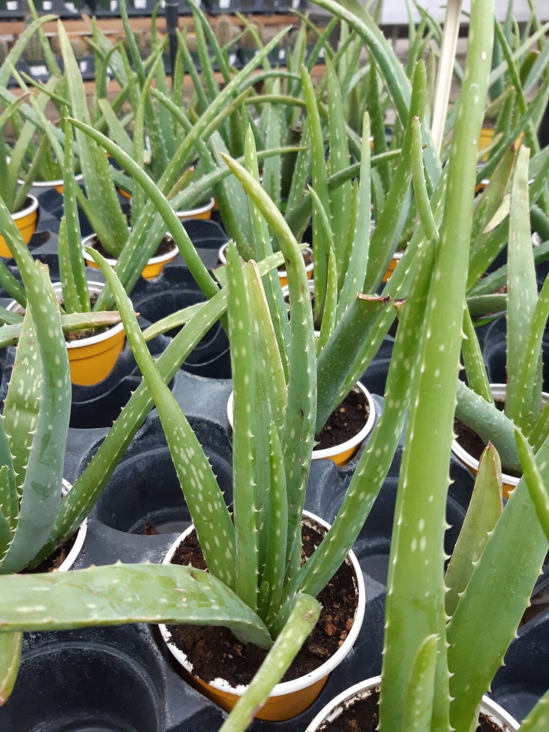 Aloe Vera 4 Aloe Vera 4