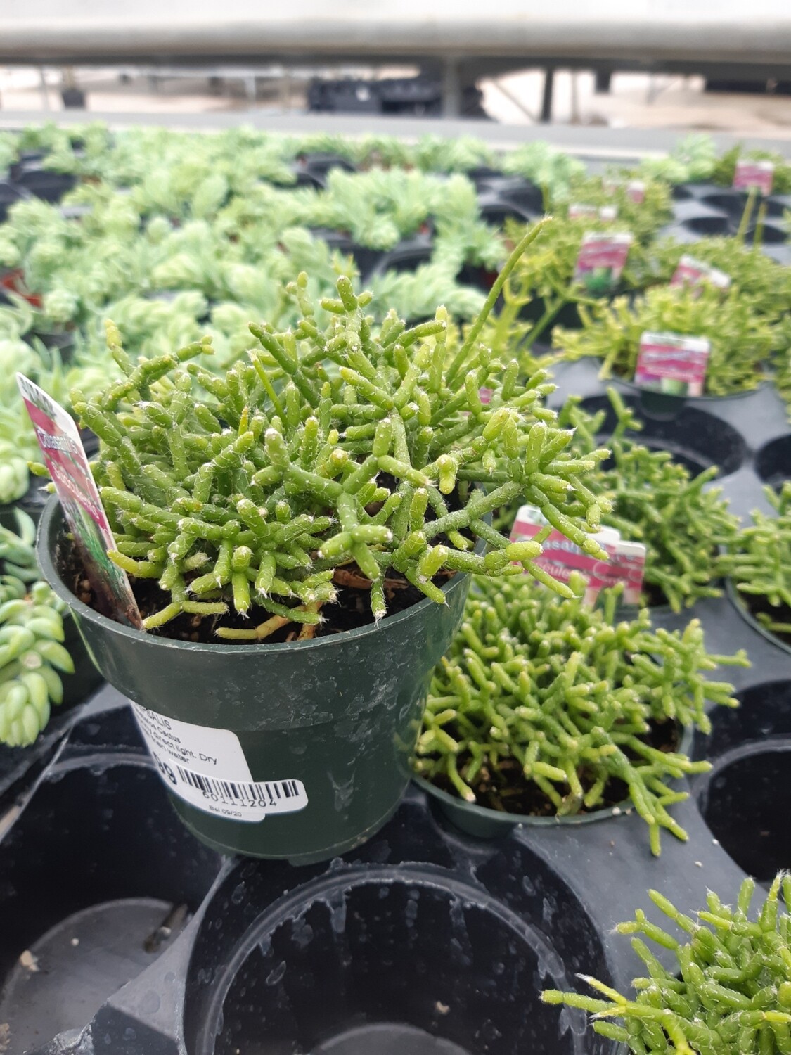 Rhipsalis 4 Rhipsalis 4