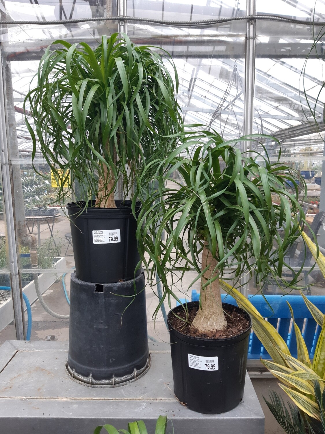 Ponytail Palm 10 Ponytail Palm 10