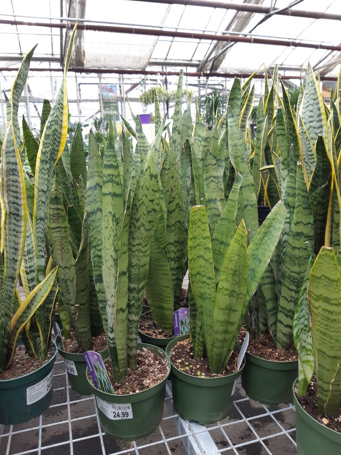 Snake Plant Zeylanica 6 Snake Plant Zeylanica 6