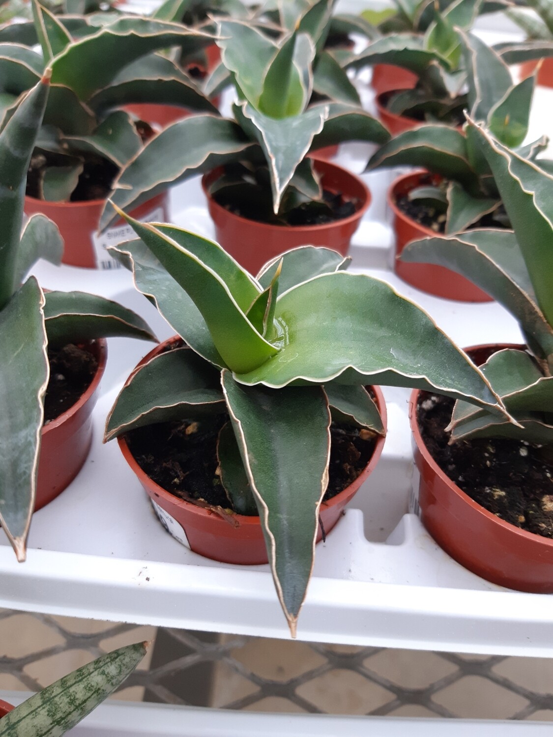 Snake Plant Samurai 2.5 Snake Plant Samurai 2.5