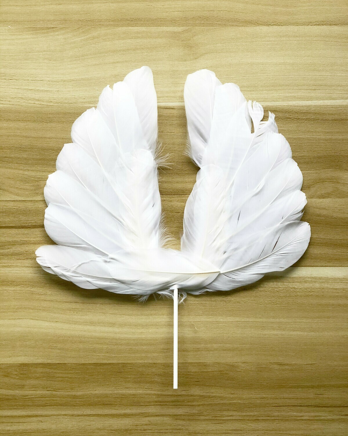 Feather Wings White 