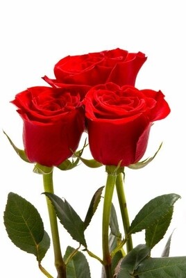 Roses