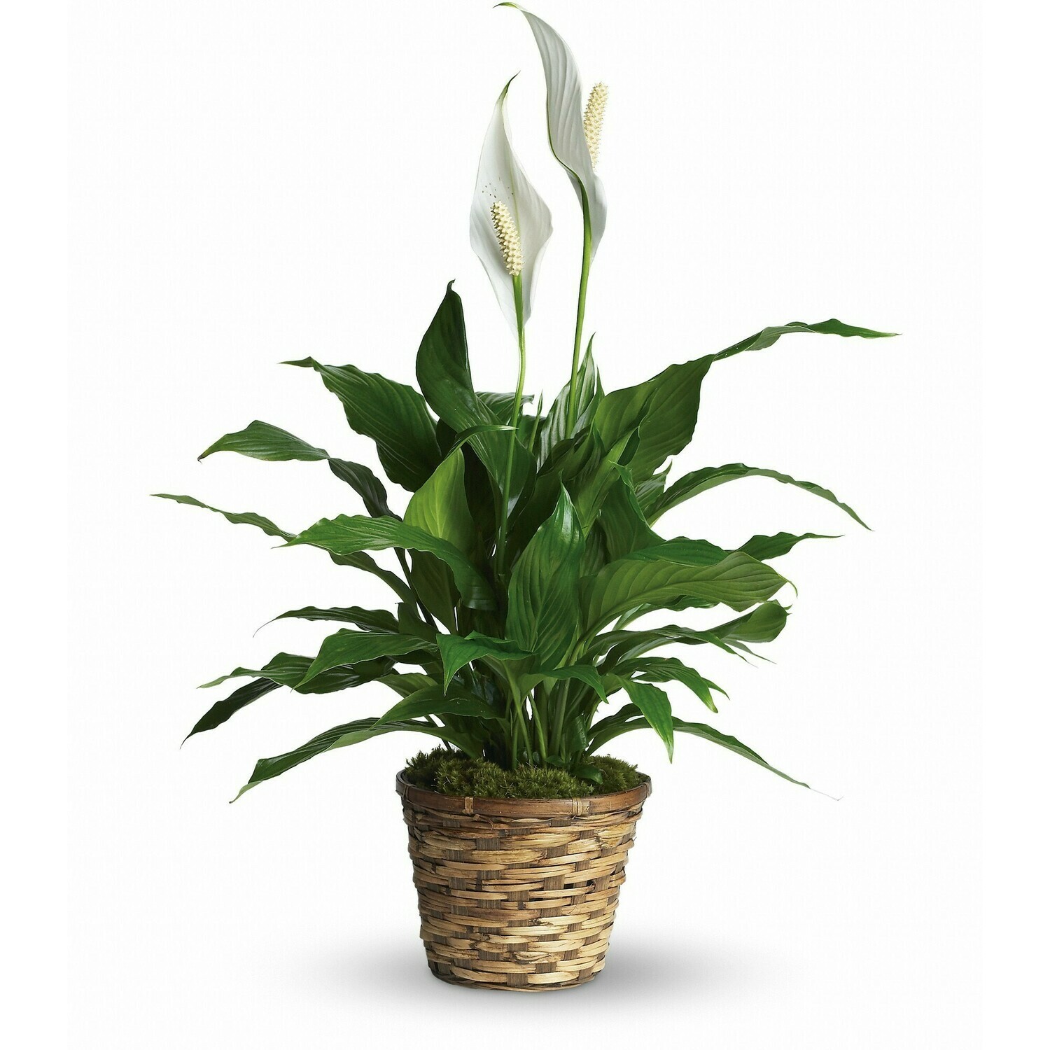 6in Peace Lily
