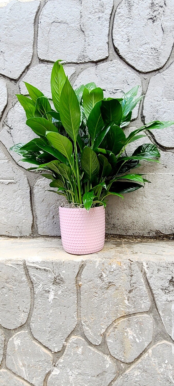 Peace Lily (Ceramic) 6&quot;