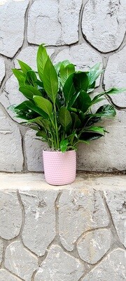 Peace Lily (Ceramic) 6&quot;