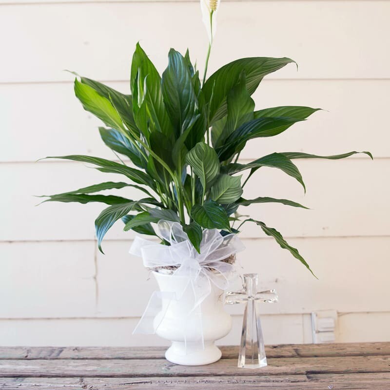 Peace Lily Urn (6")