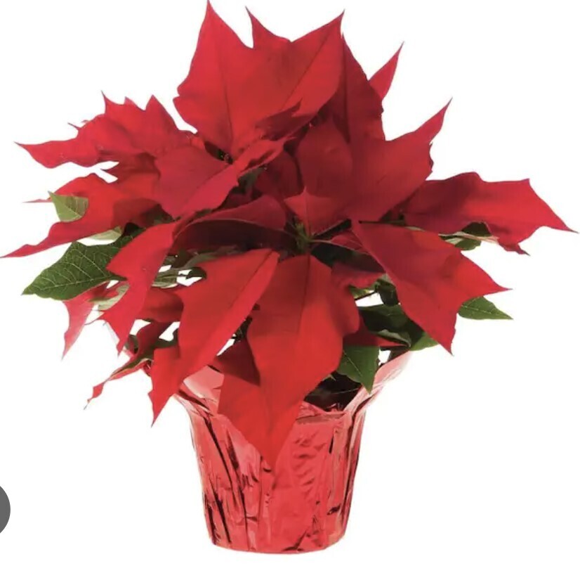 Vixen Petite Poinsettia (Single Plant)