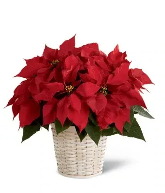 Medium Pointsettia