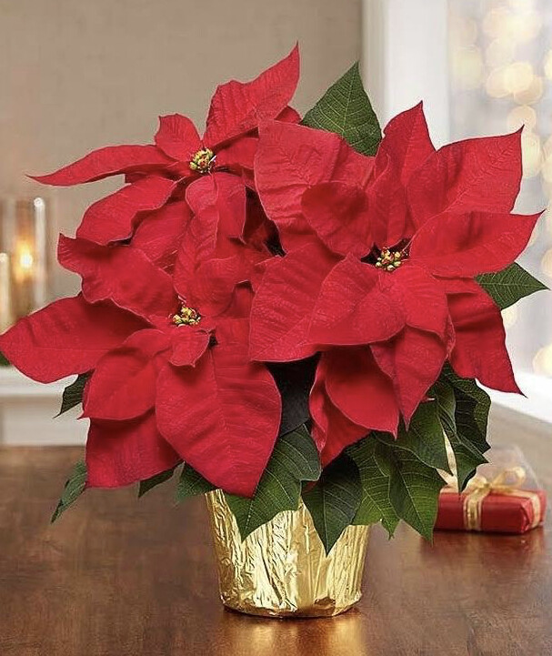 Small Poinsettia