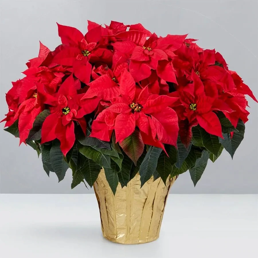 Large Poinsettia