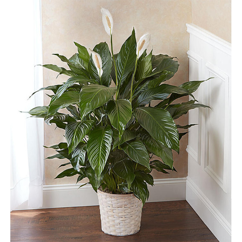 Large Peace Lily 10&quot;