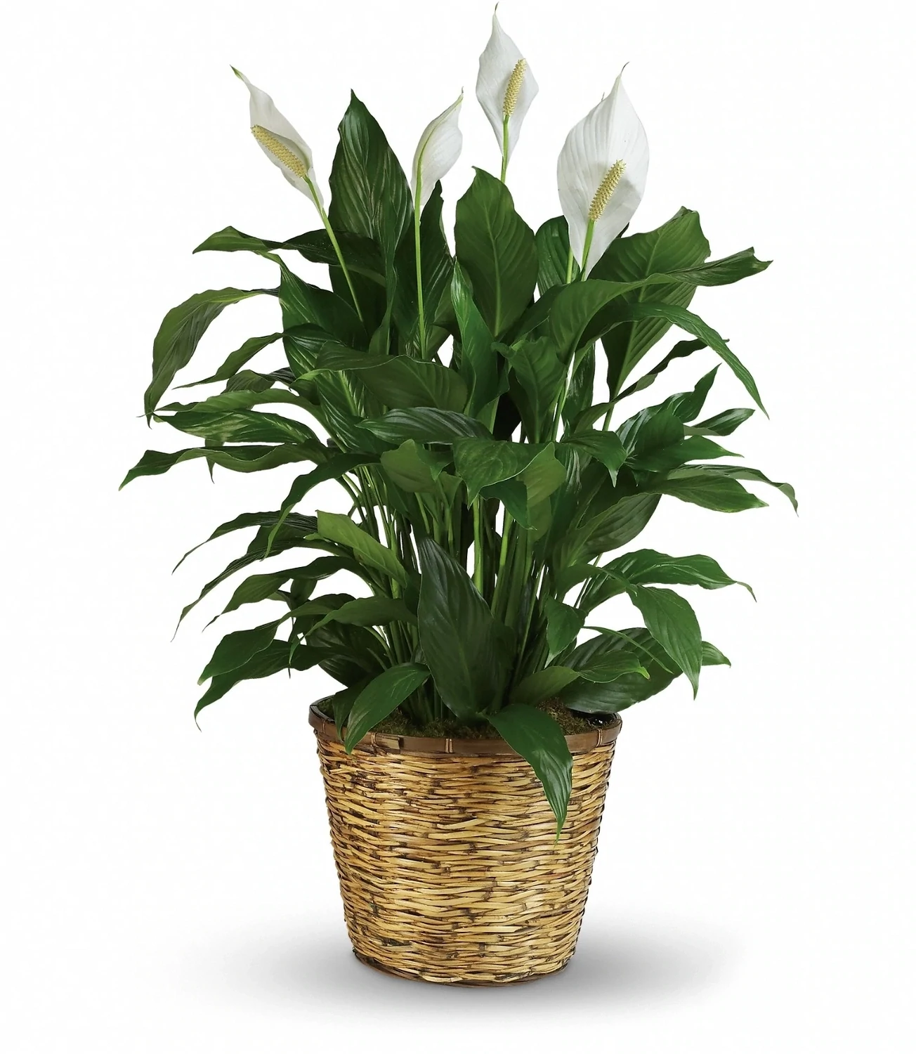 Medium Peace Lily 8&quot;