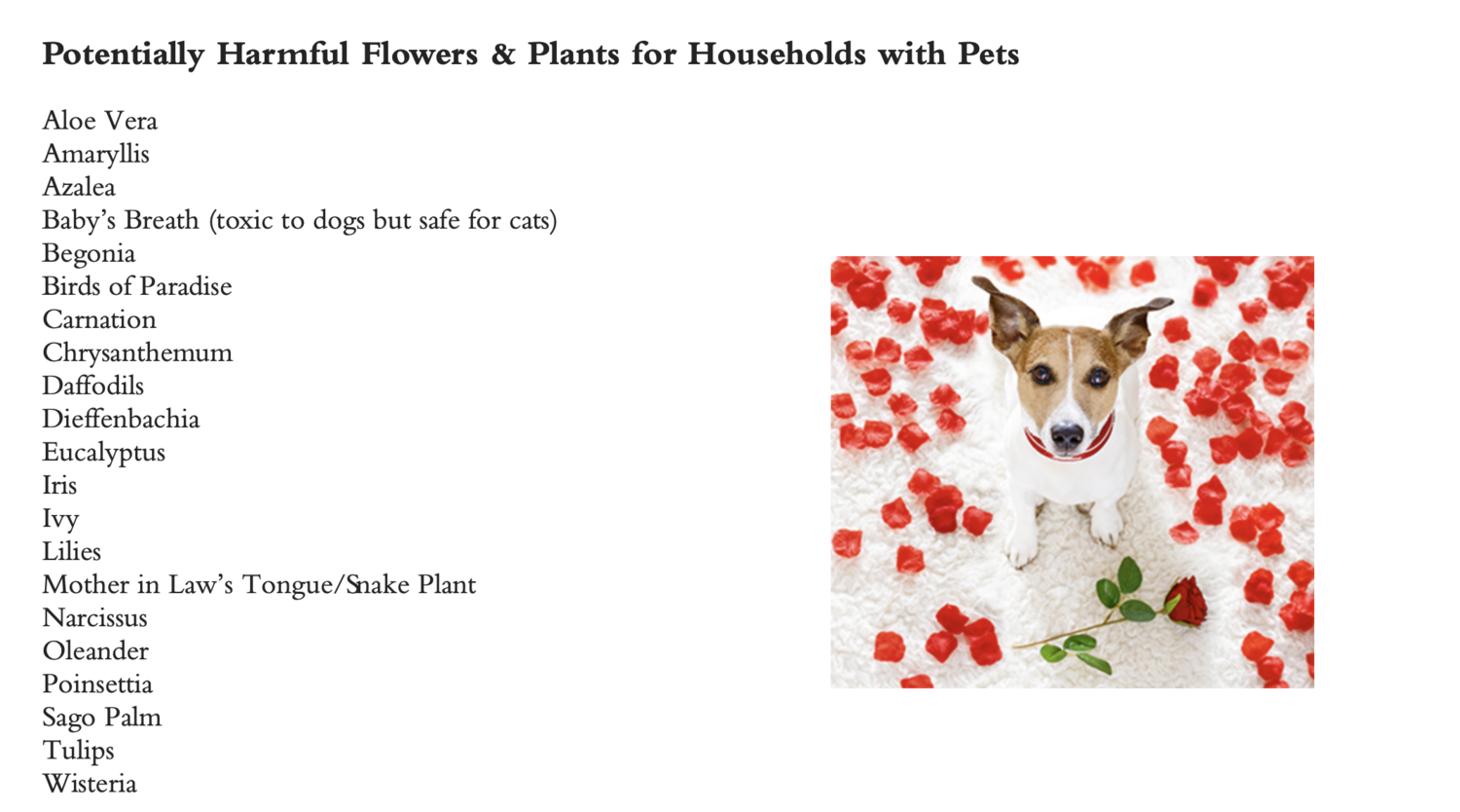 &quot;When ordering flowers, things you should know&quot; 