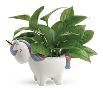 Peaceful Unicorn Pothos Plant