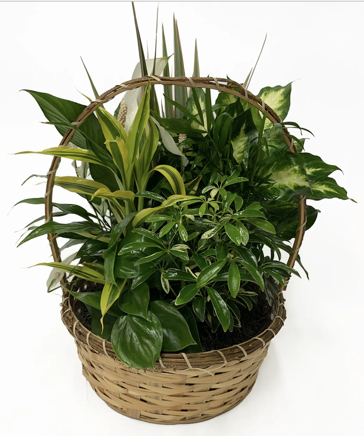 Large Wicker Dishgarden