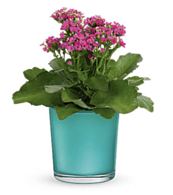 Shimmering Aqua Kalanchoe