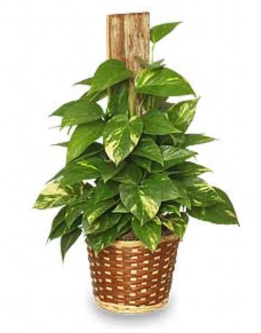 Pothos On A Pole (6&quot;)