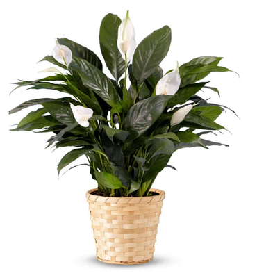Serene Peace Plant