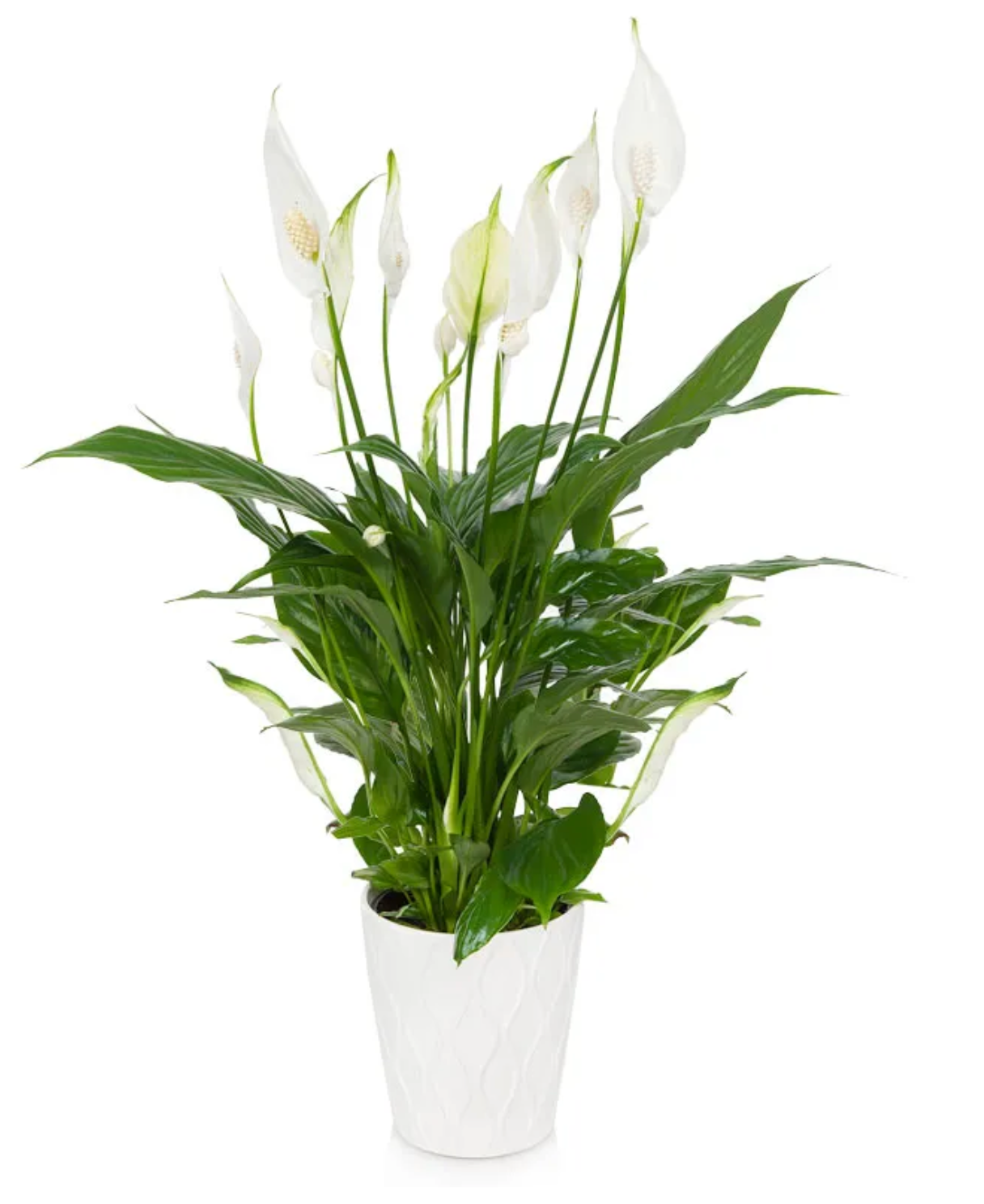 Elegant Peace Lily Plant