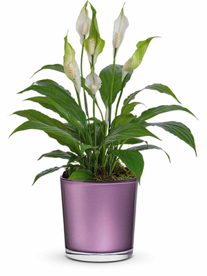 Chic Blossom Peace Lily