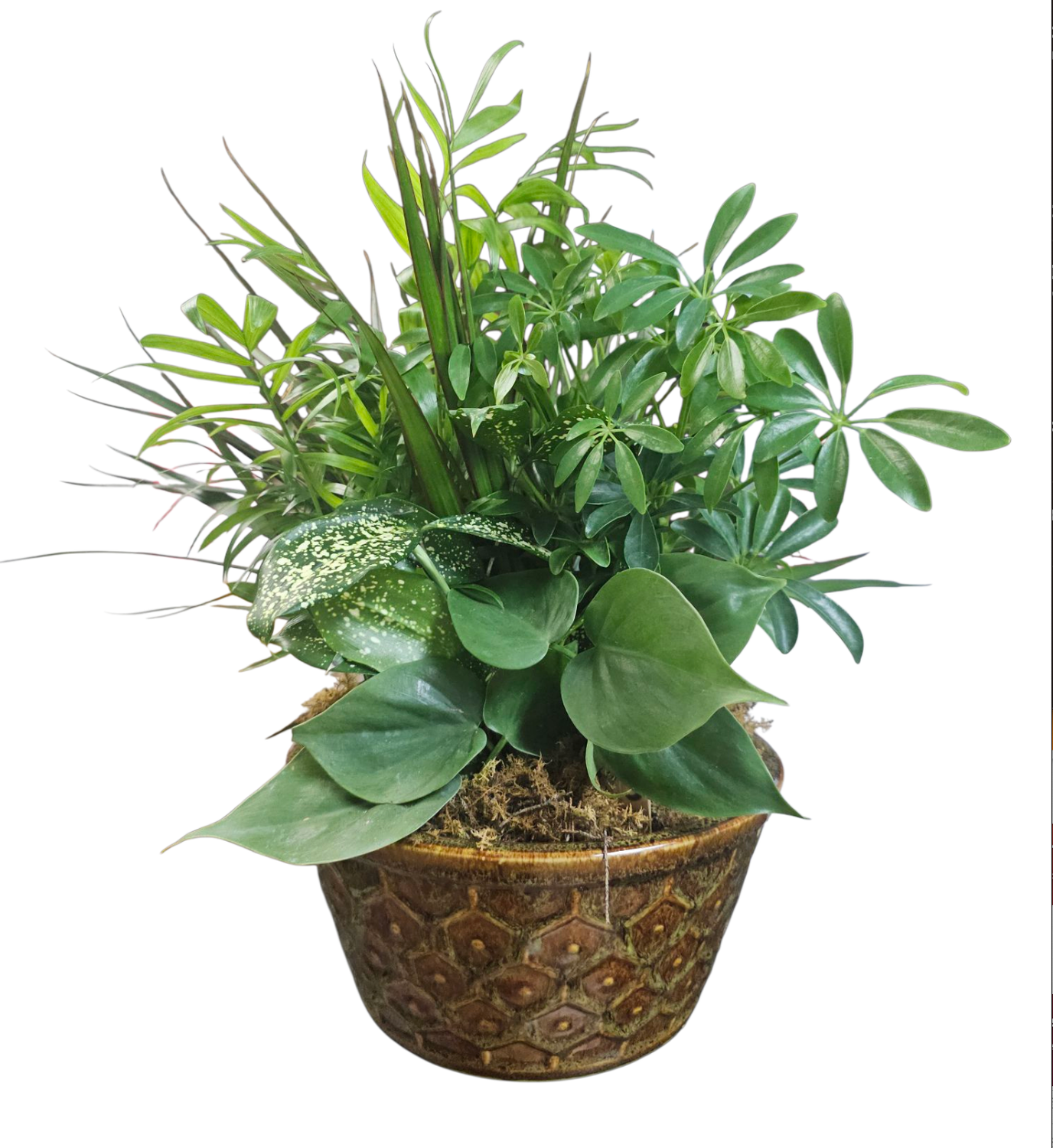 Large Dishgarden