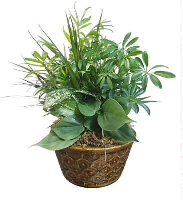Large Dishgarden